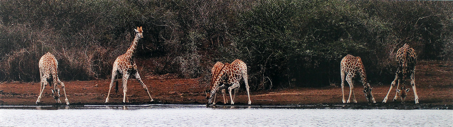 EDOARDO MIOLA, "The lookout" (le giraffe), anni 2000