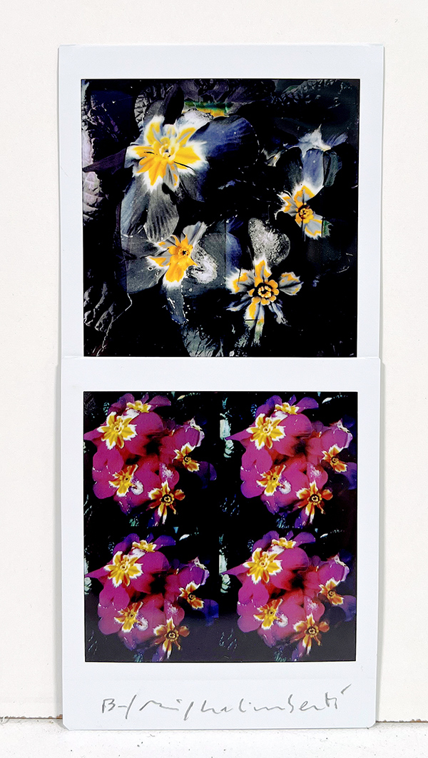 GALIMBERTI MAURIZIO, "BiFlowers"