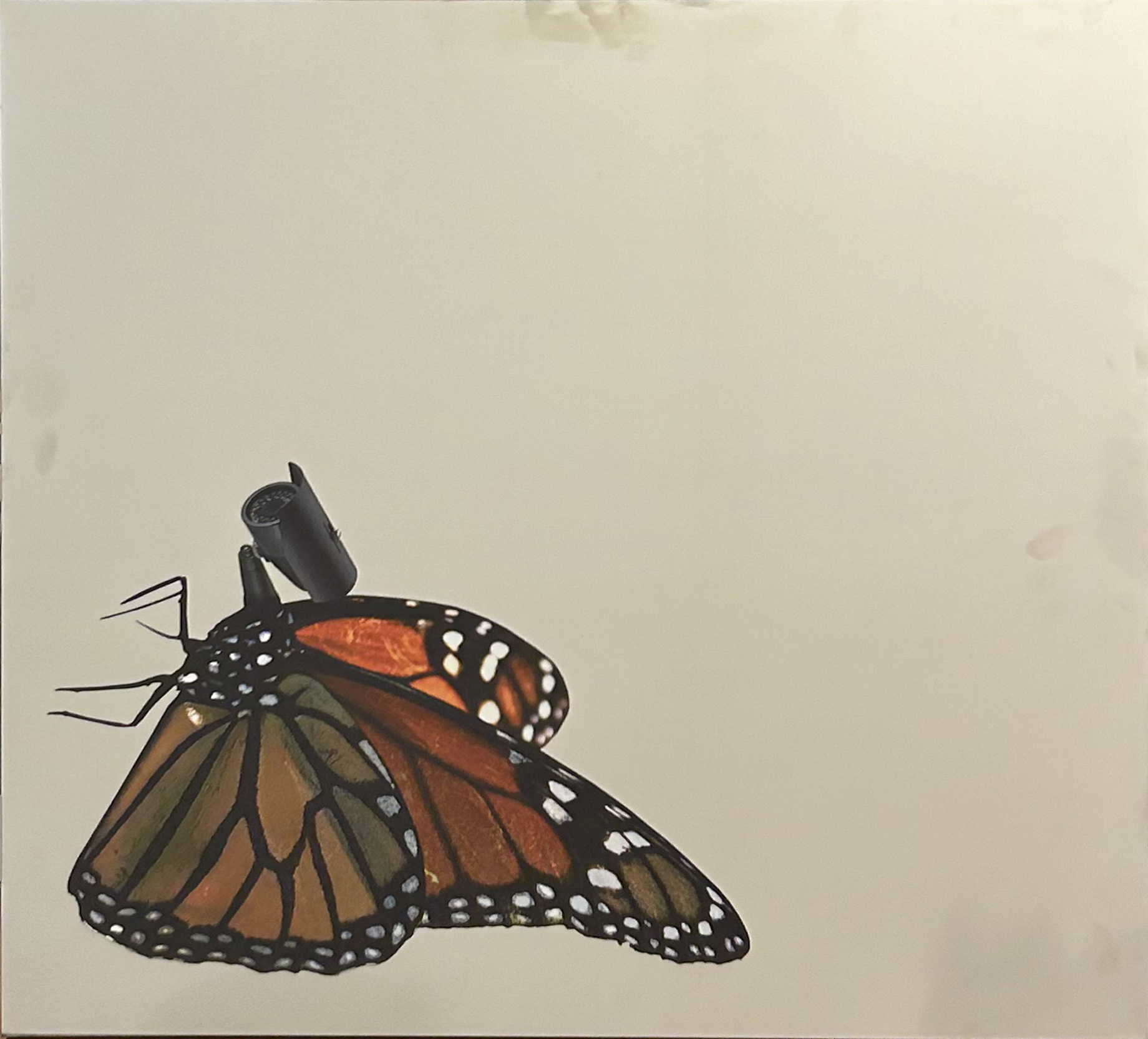 PEP MARCHEGIANI, "Buttercam", 2017