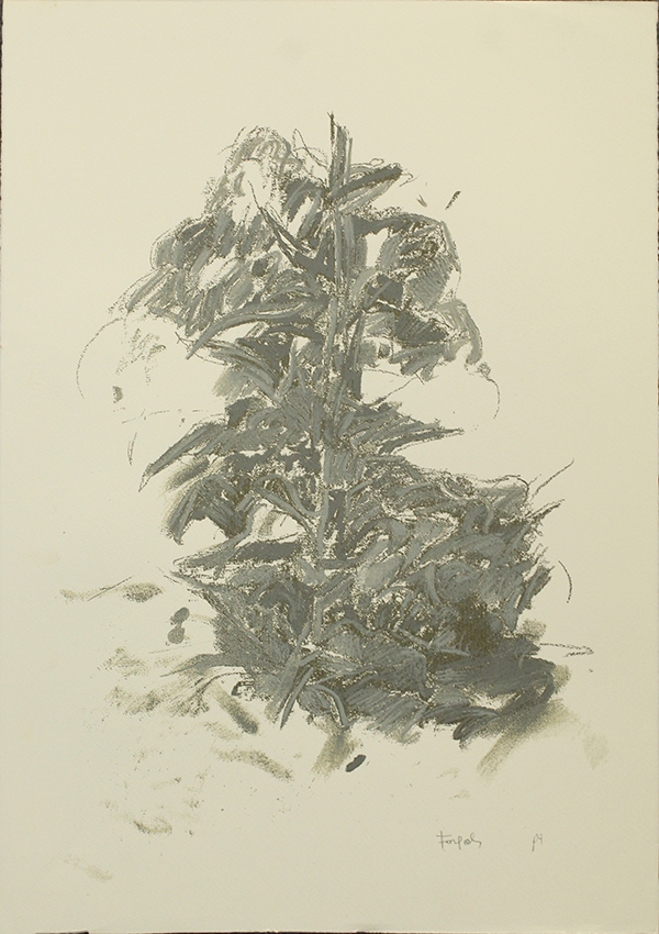 ATTILIO FORGIOLI, "Pianta"