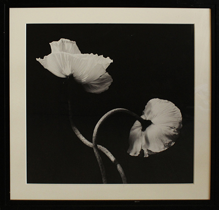 GIANLUCA POLLINI, "Due papaveri", 2006