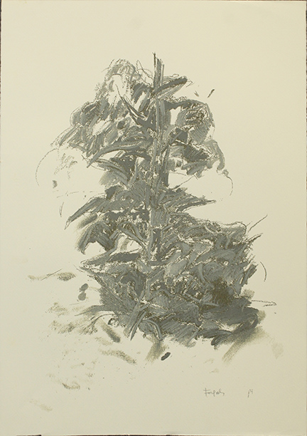 ATTILIO FORGIOLI, "Pianta"
